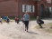 Video: Tradīcijas turpinās - Valmiera skrien Video: Tradīcijas turpinās - Valmiera skrien
