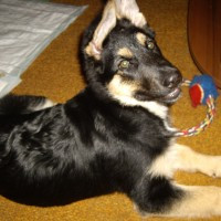 snuķis