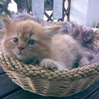 vienkarsi_lidzjuteejs