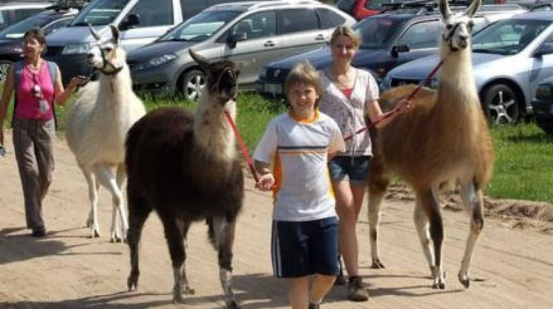 Lamas labprāt dalās savā maigumā un labestībā.
Publicitātes foto