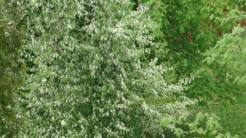 Foto: Iveta Apškrūma