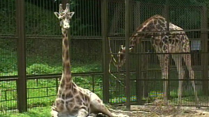 Gudrutis Kauņas zooloģiskajā dārzā
Foto: The Baltic Times