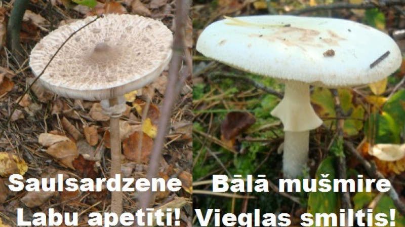 Saulsardzene un bālā mušmire
Foto: Iveta Apškrūma