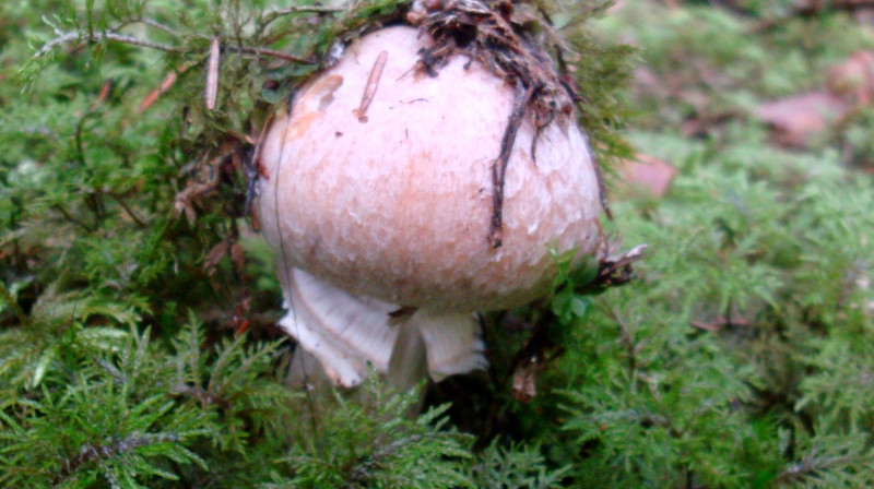 Foto:Iveta Apškrūma, epadomi.lv