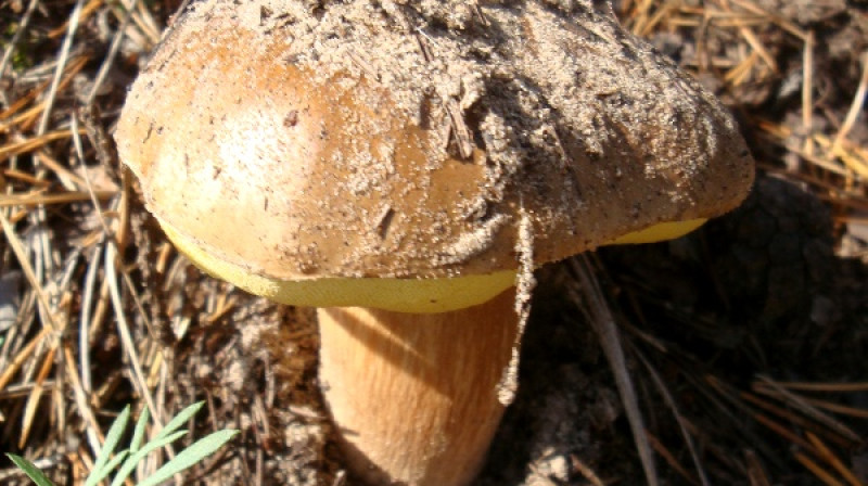 Foto: Iveta Apškrūma, epadomi.lv
