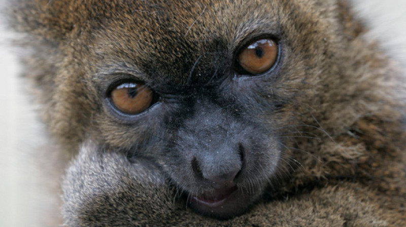 Lielais bambusa lemurs
