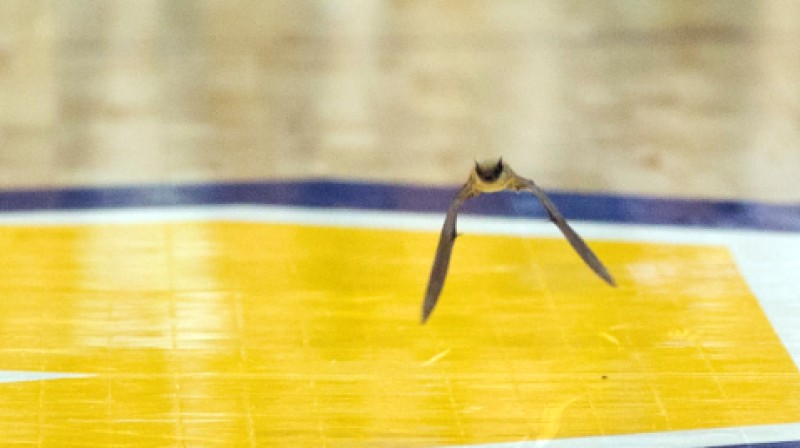 Sikspārnis apmeklē "Marquette" maču
Foto: AP / Scanpix