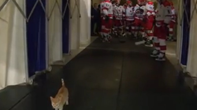 Kaķis pārskrien CSKA ceļu
Foto: no KHL video