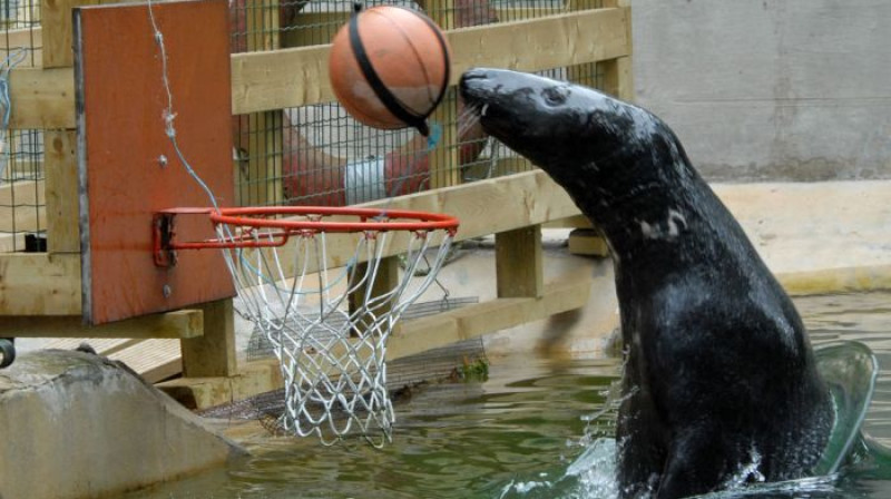 Ronis Puika izaicina BK "Ventspils" spēlētājus uz basketbola maču
foto: Publicitātes foto