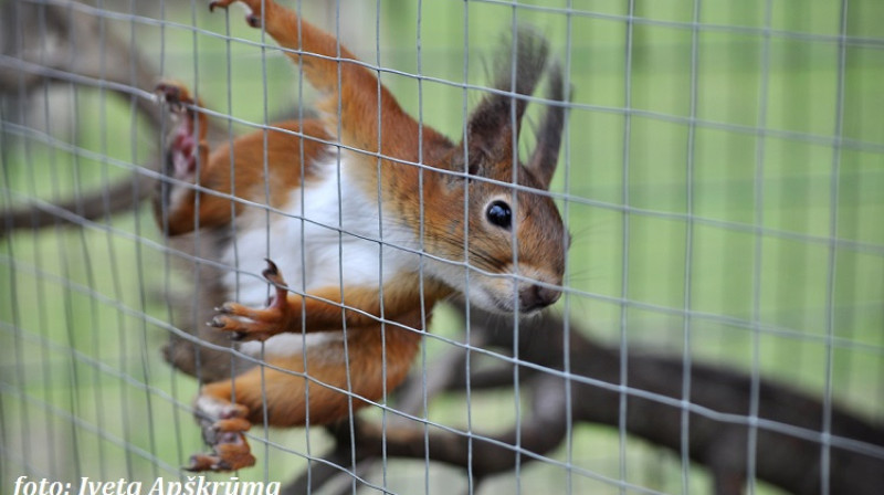 Foto: Iveta Apškrūma