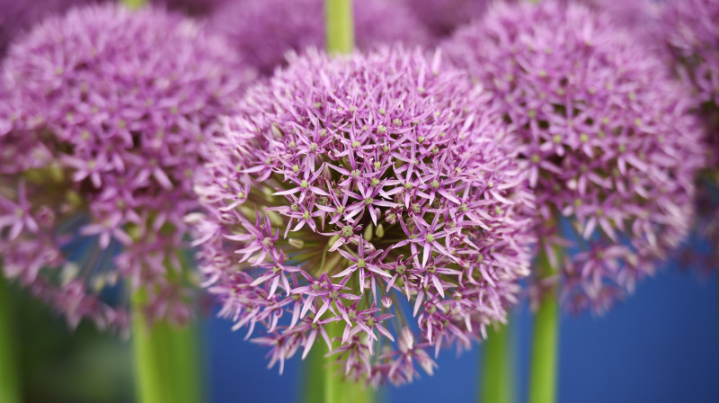 Neticēsiet, tas ir <I>Jackpot</I>. No sīpolu dzimtas. Tikmēr VPS džekpots otro gadu pēc kārtas nonācis tajās pašās rokās.
Foto: Scanpix/AFP