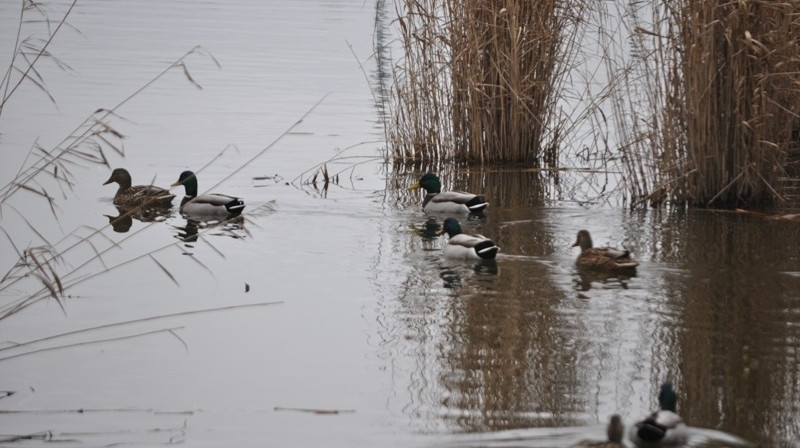 foto: Iveta Apškrūma