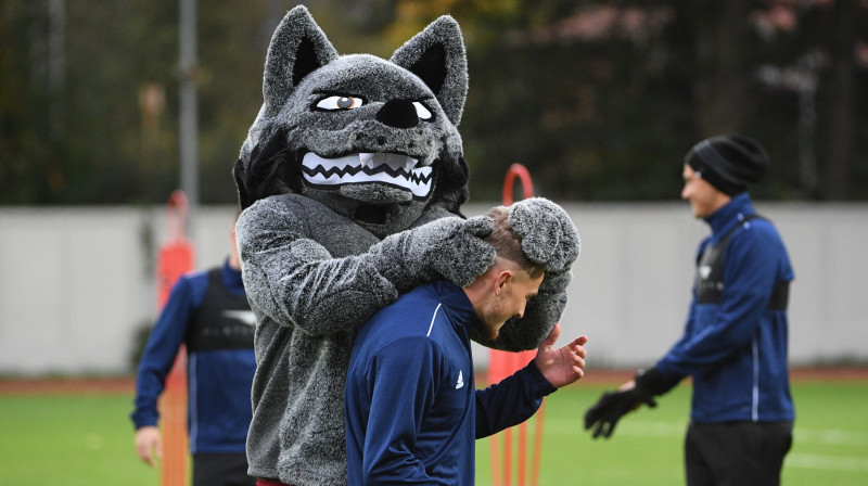 Par Latvijas futbola talismanu kļuvušais vilks izlases treniņā. Foto: Romāns Kokšarovs/f64