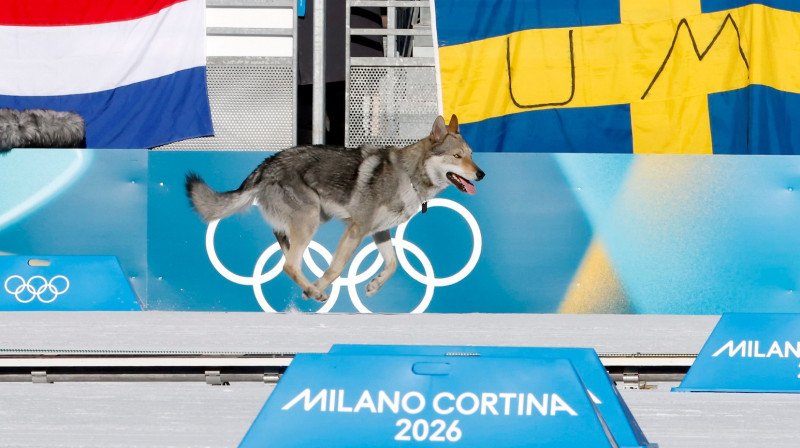 Vilku suns Nazguls. Foto: Toms Kalniņš/LOK