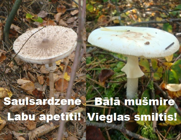 Kā nesajaukt saulsardzenes ar baltajām vai bālajām mušmirēm