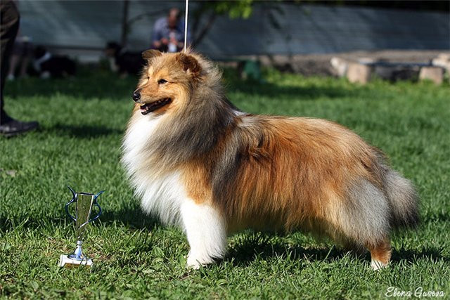 Kādu suni izvēlēties? Iepazīsimies- šeltijs