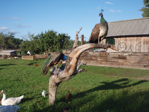 Apceļosim Latviju! Fantastiska lauku sēta ar Krāmu muzeju, Mini ZOO un dažādām aizraujošām izdarībām