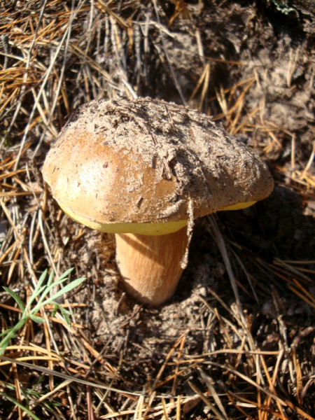 Kā zināt, uz kurieni doties sēņot