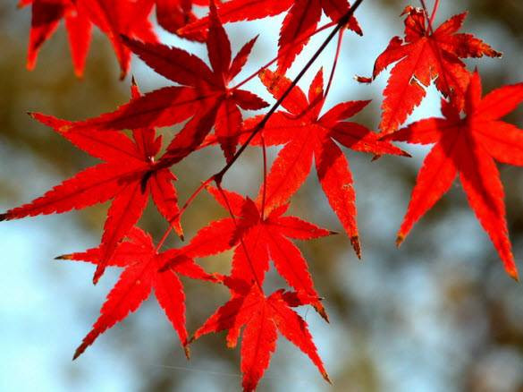 Rudens krāsu spēles fotogrāfijās
