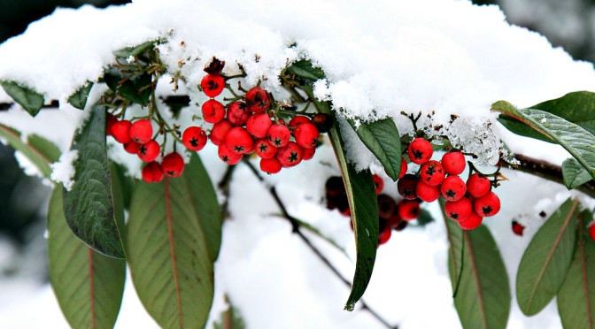 Dārzkopja kalendārs decembra mēnesim
