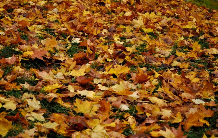 Novembris- lielisks mēnesis stādīšanai. Dārza darbi novembrī