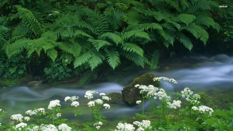 Nerātnās Līgo dainas un Jāņu tautasdziesmas (2.daļa)