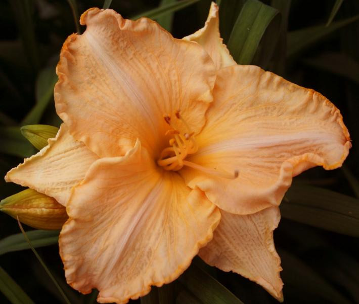 Dienlilijas Dabas muzejā