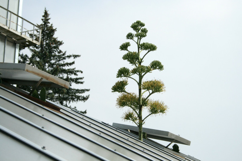 LU Botāniskajā dārzā uzziedējusi agave