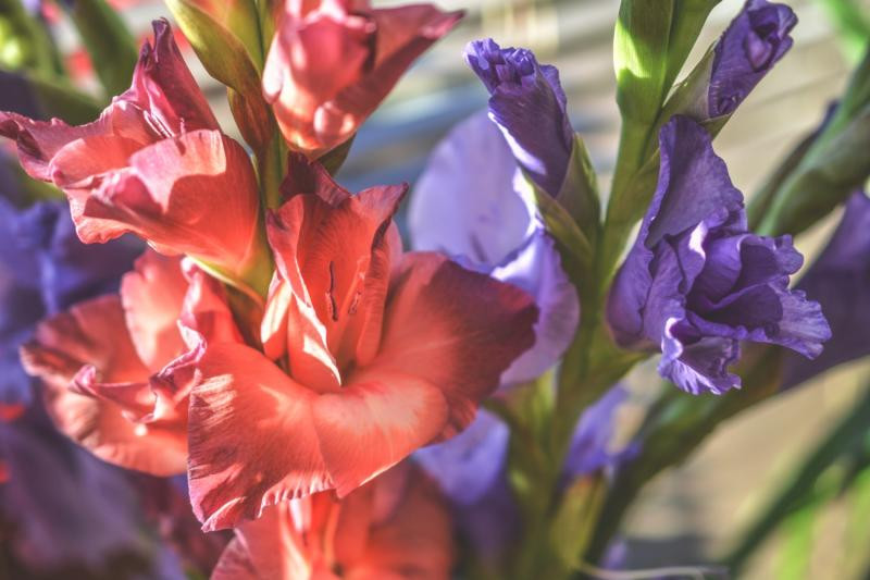 Dabas muzejā ziedēs gladiolas