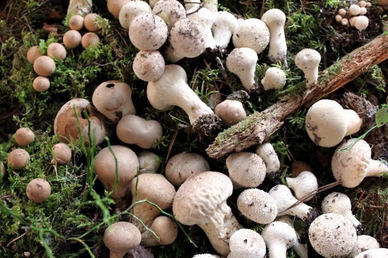 Tradicionālās sēņu dienas Dabas muzejā