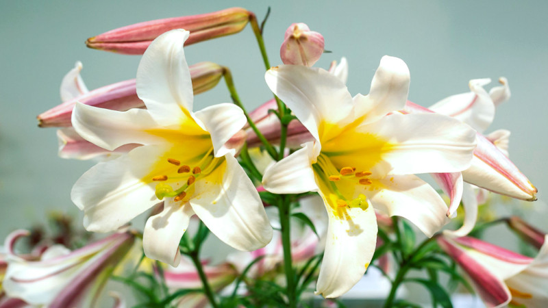 Izstāde „Apburošās lilijas 2022” Dabas muzejā